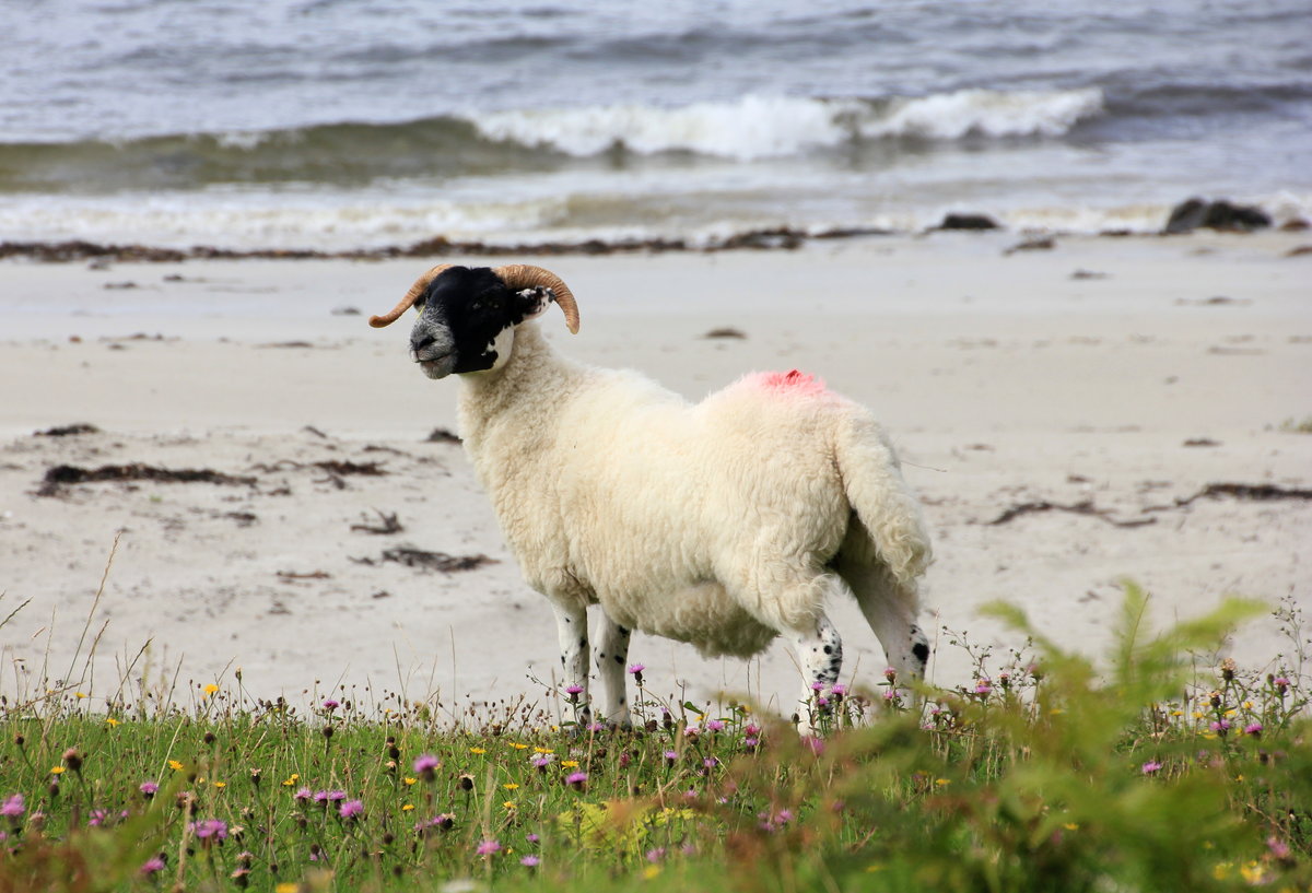 Glckliches Schaf am 18.08.2019 am Smirisary Beach an der schottischen Kste. 