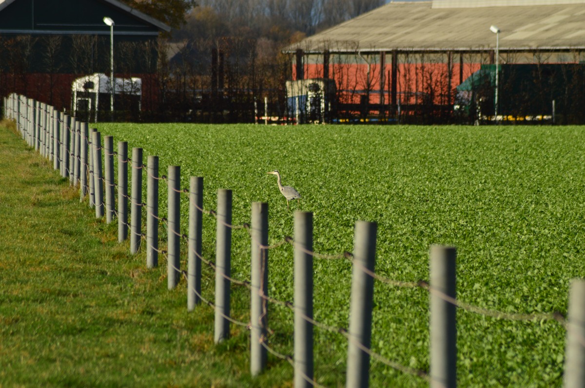Graureiher auf Musejagt in einem Feld bei Anrath. 21.11.2015