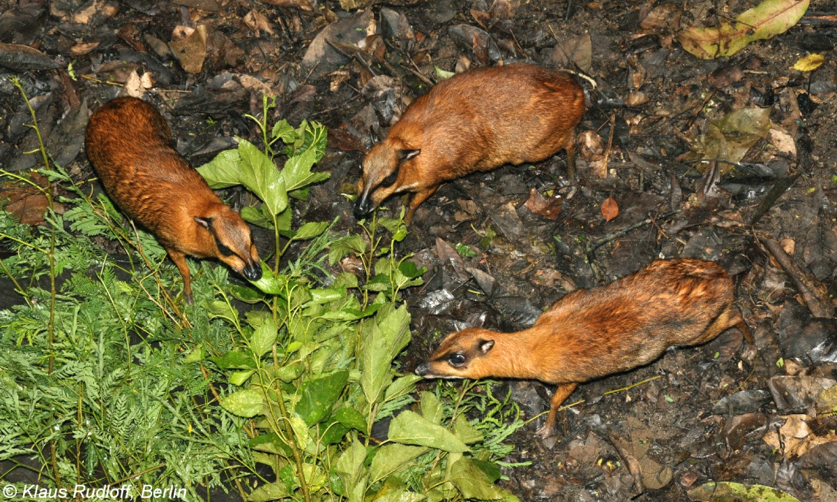 Grokantschil (Tragulus napu) im Zoo Singapore (November 2013).