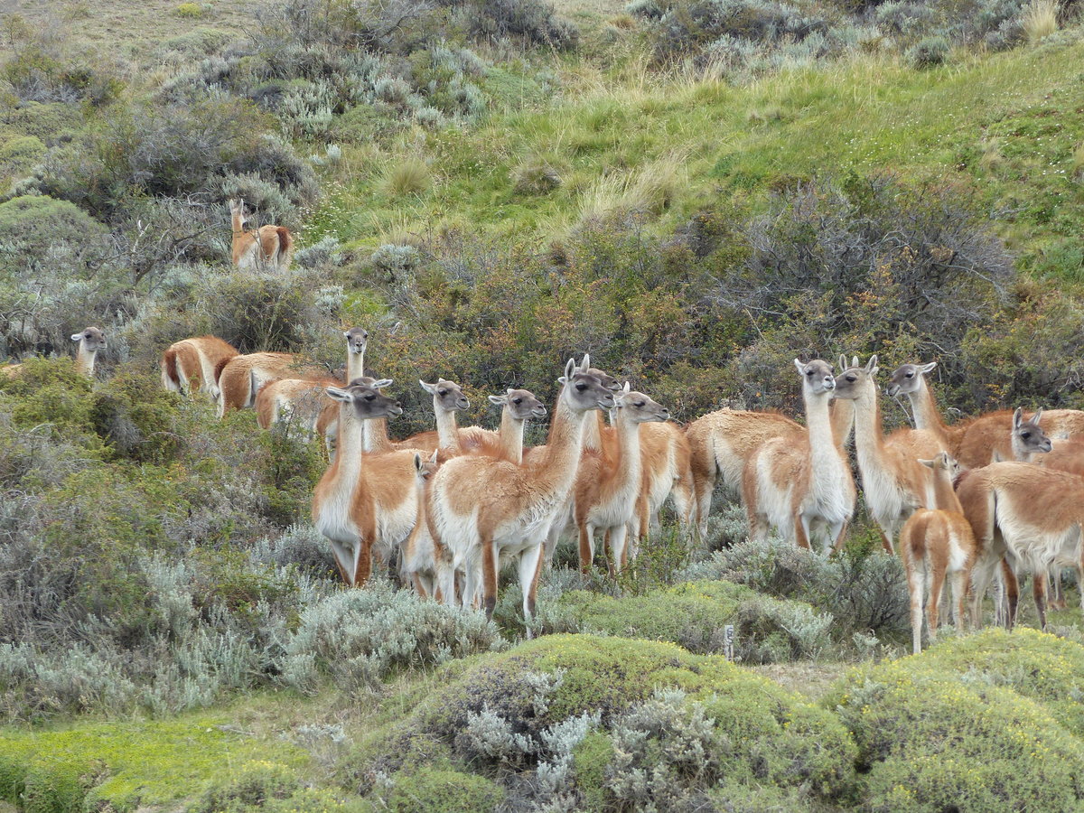 Guanakos im Torres del Paine Nationalpark - Patagonia im Januar 2017