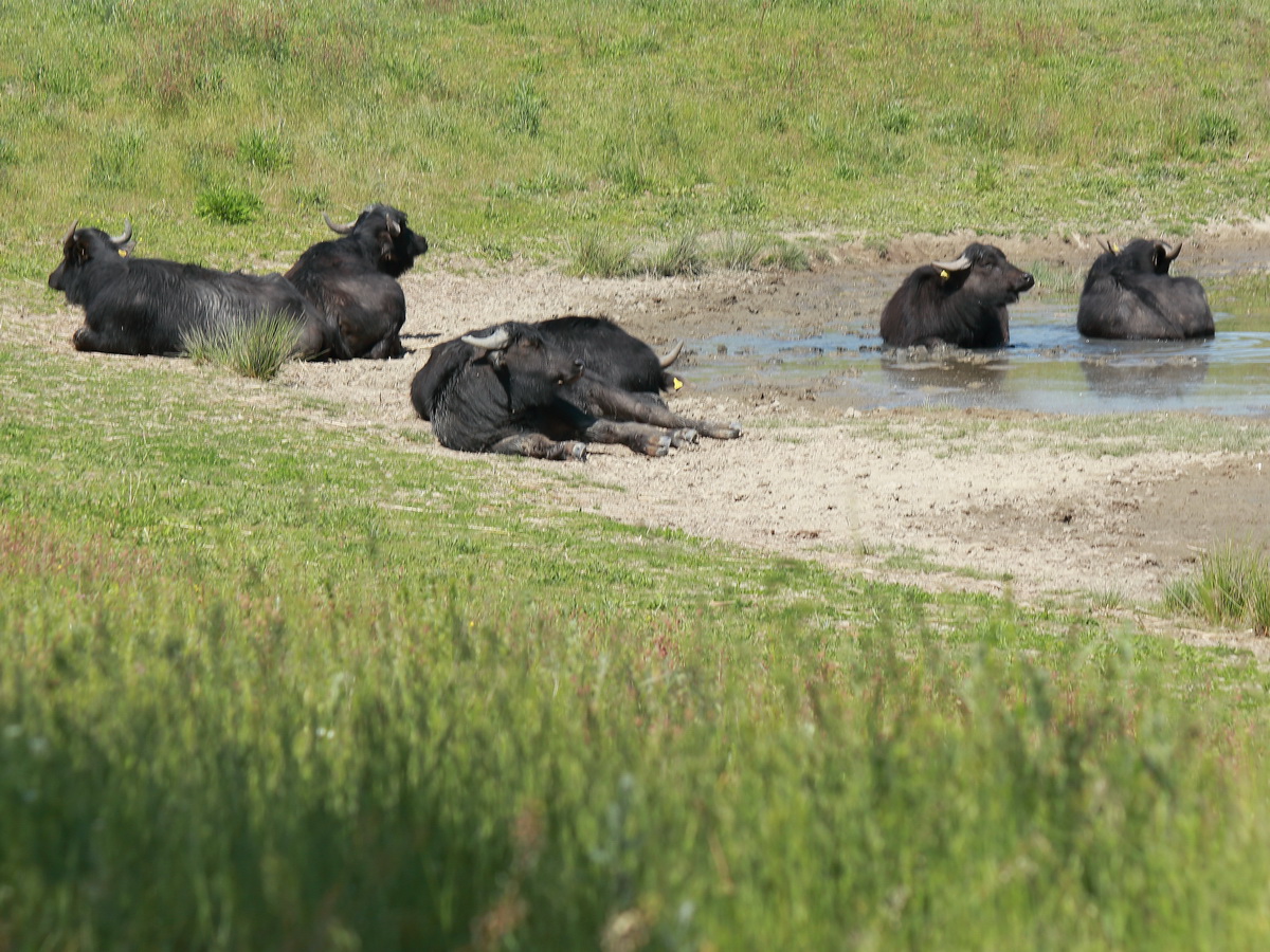 Hier mal alle 6 asiatische Wasserbffel am Teich im Landschaftspark Rudow-Altglienicke am 21. Mai 2020.