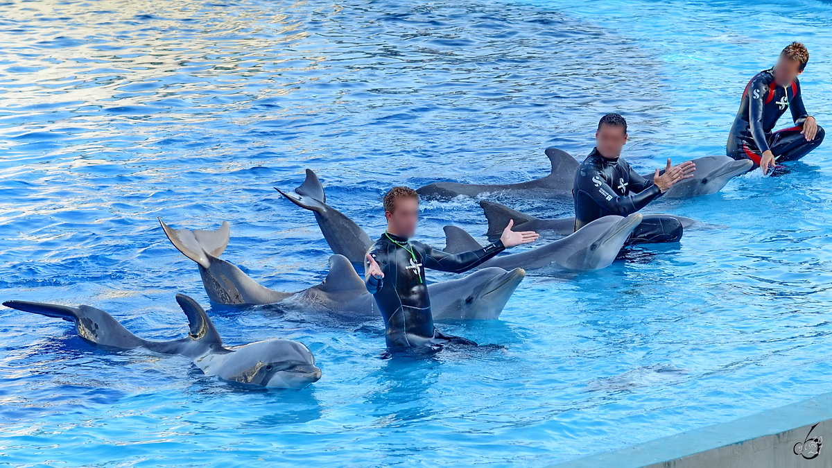 Hier werden die Protagonisten der nun startenden Delfinvorfhrung vorgestellt. (Zoo Madrid, Dezember 2010)