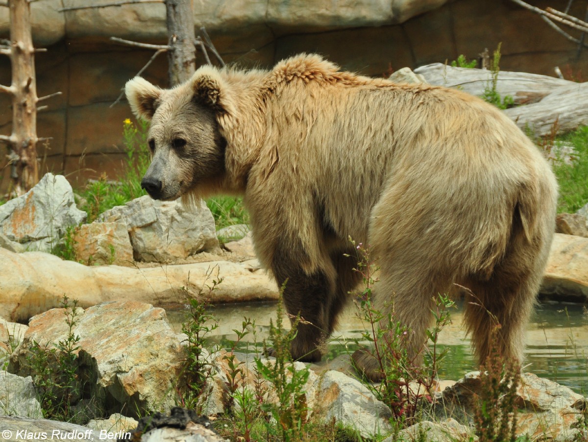 Himalaya-, Tienshan- oder Isabellbr (Ursus arctos isbellinus). Mnnchen im Zoo Hluboka / Tschechien