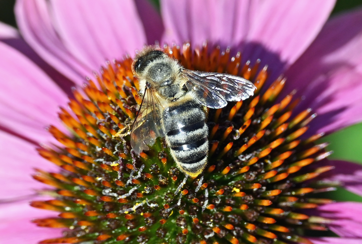 Honigbiene auf einer Blte im Garten - 06.08.2020