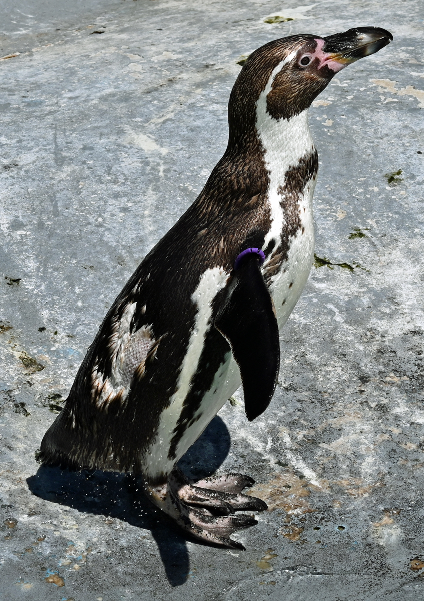 Humboldt Pinguin im Klner Zoo - 16.06.2022