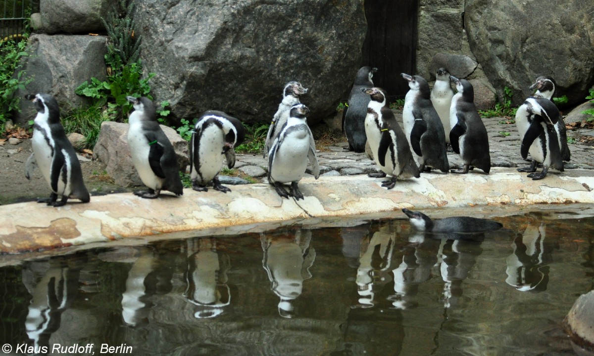 Humboldt-Pinguine (Spheniscus humboldti) im Tierpark Cottbus (August 2015).