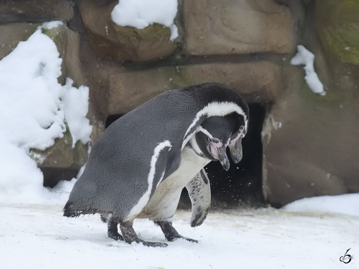 Humboldt-Pinguine im Zoo Dortmund. (Februar 2010)