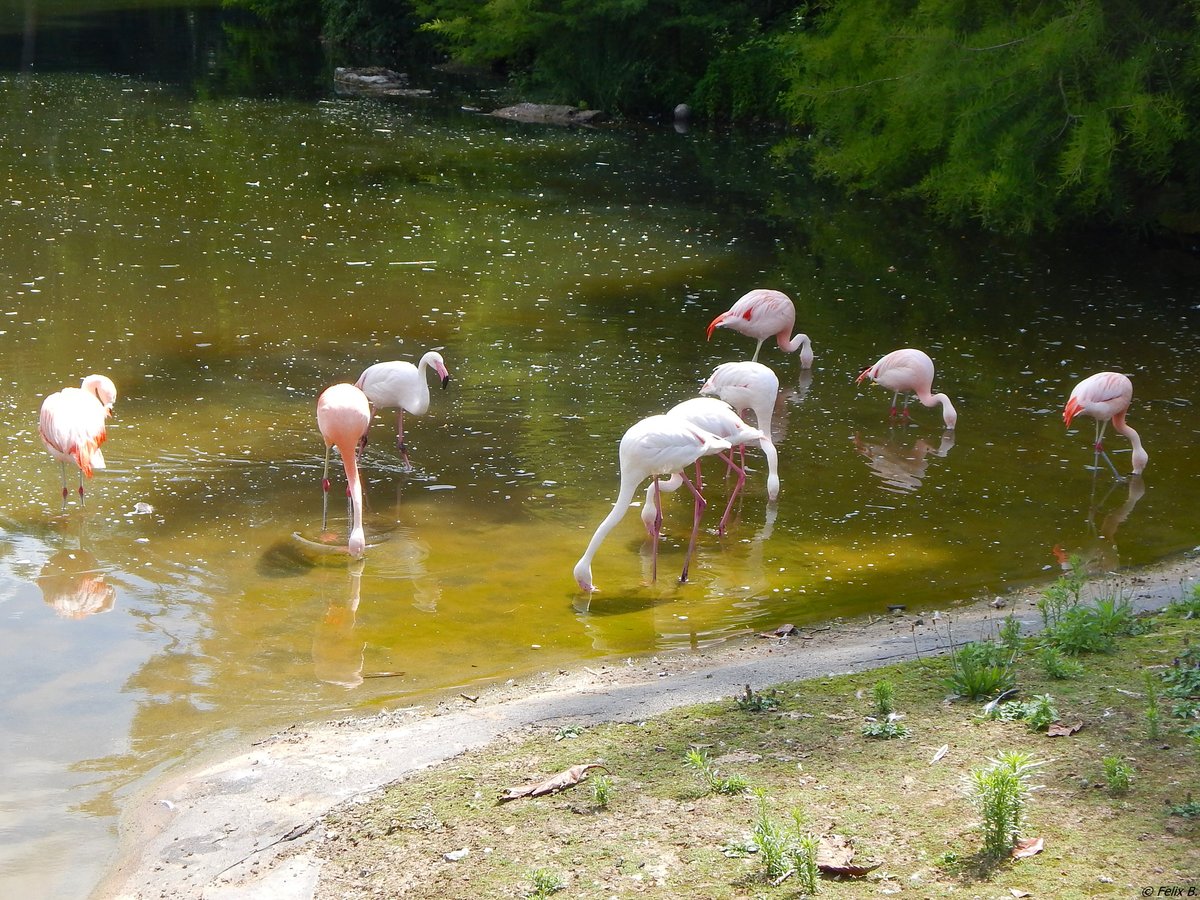 Im Hhenpark Stuttgart-Killesberg lebt eine Gruppe verschiedener Arten von Flamingos. Das Bild ist vom 17.06.2018