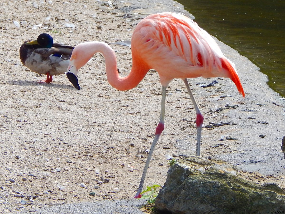 Im Hhenpark Stuttgart-Killesberg lebt eine Gruppe verschiedener Arten von Flamingos. Das Bild ist vom 17.06.2018