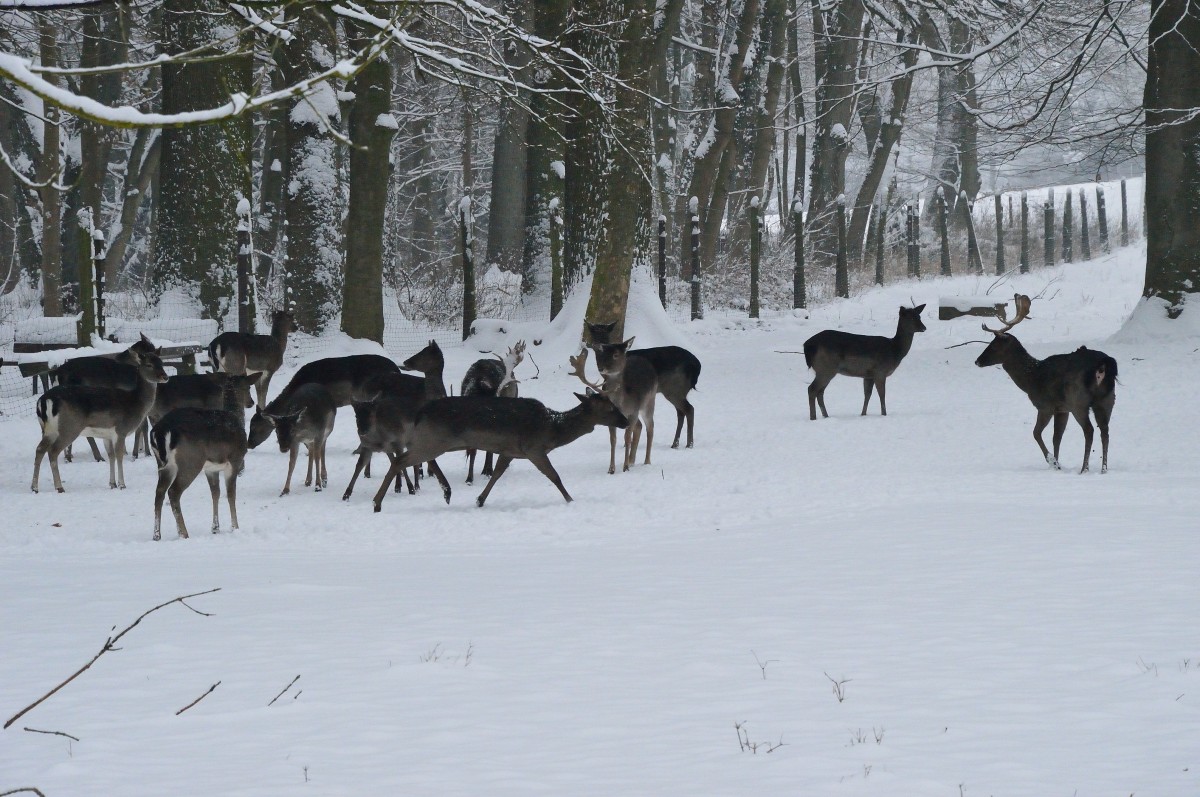 Im Wildgehege des grflichen Parks in Bad Driburg ist diese Herde Hirsche beheimatet, die man auch fttern darf. 26.1.2014