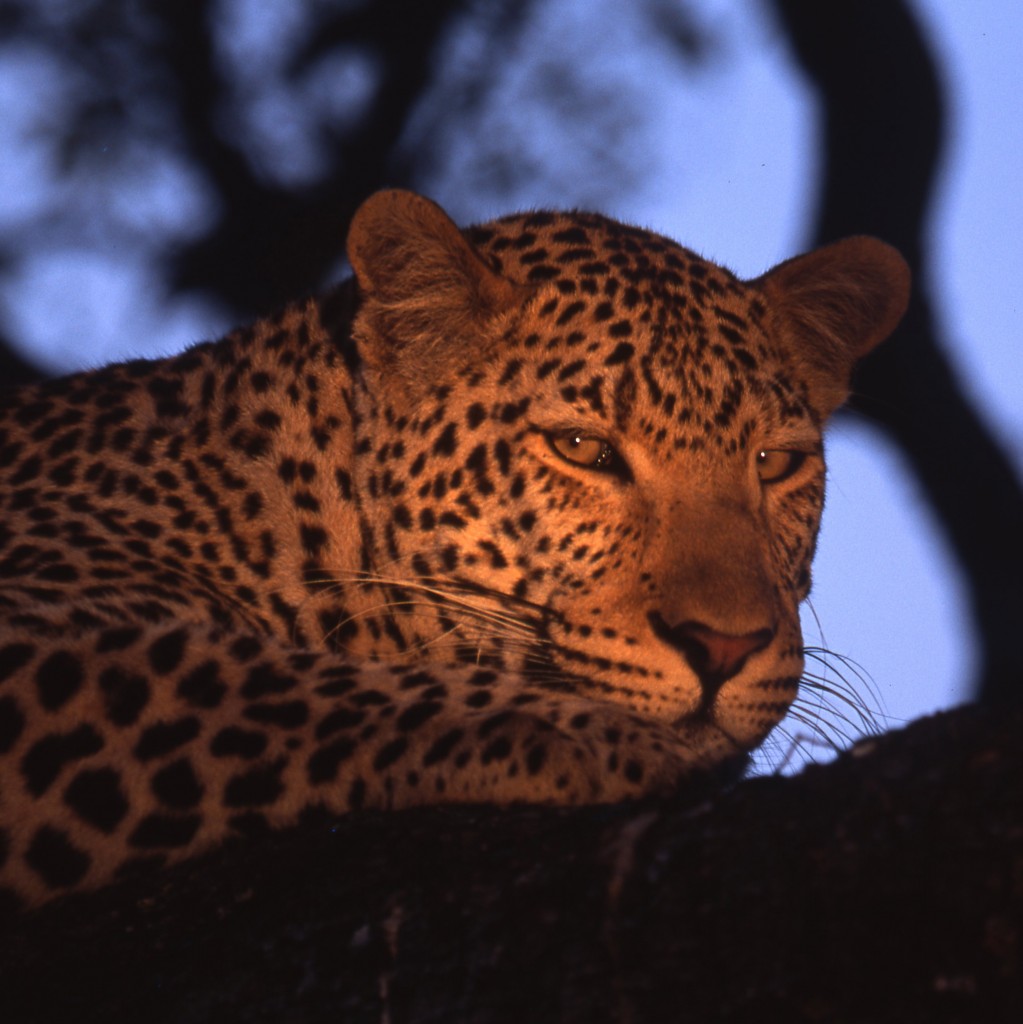 In Mala-Mala/Sdafrika auf der abendlichen Tour mit dem offenen Gelndewagen sahen wir den Leoparden im Baum. (Diascan)