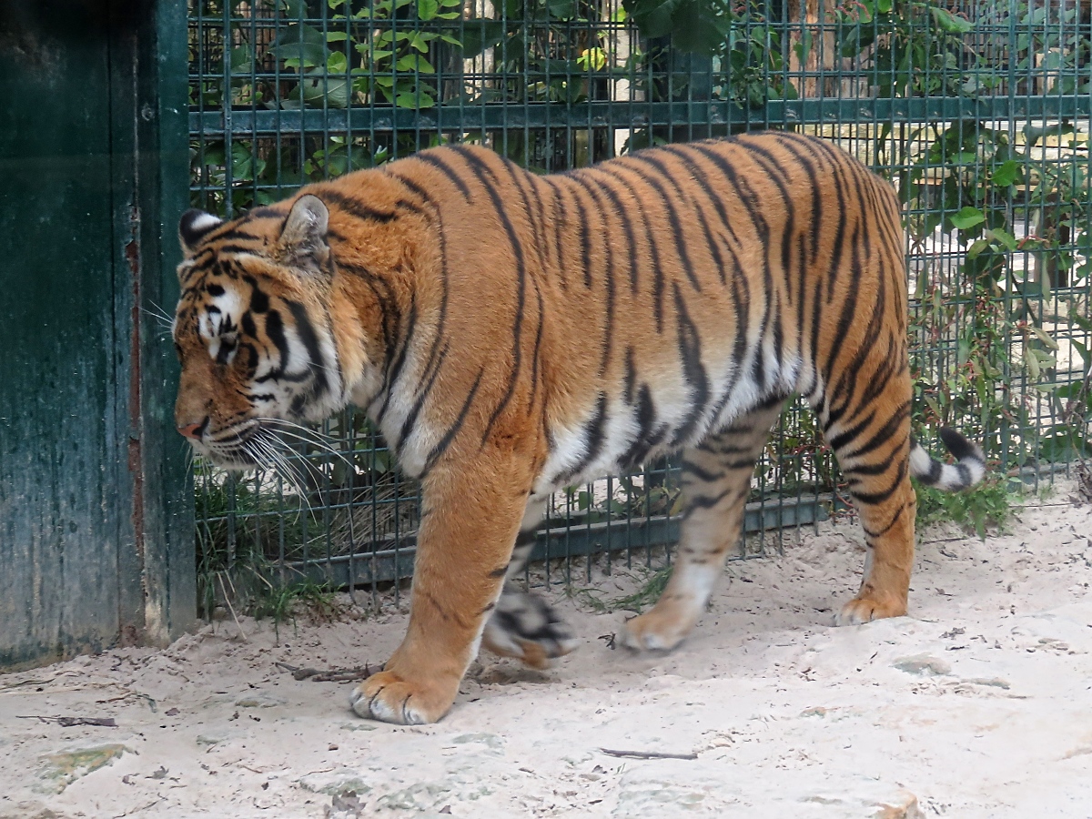 In der Tiger-World ist fotografieren nicht mglich, aber danach kann man mal ins Gehege...

... schauen. Tiger im Zoo d'Amneville, 26.9.2017