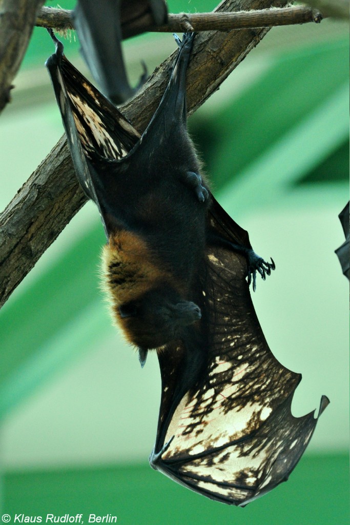 Indischer Flughund (Pteropus giganteus). Tier mit Pigmentmangel in den Flughuten im Tierpark Berlin (August 2015).