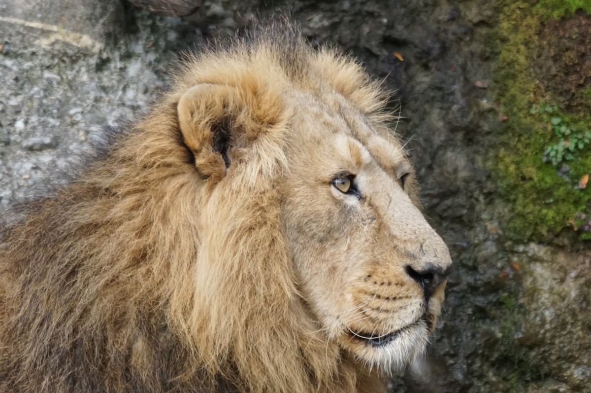 Indischer Lwe, mnnlich (22.10.2015, Zrich Zoo)