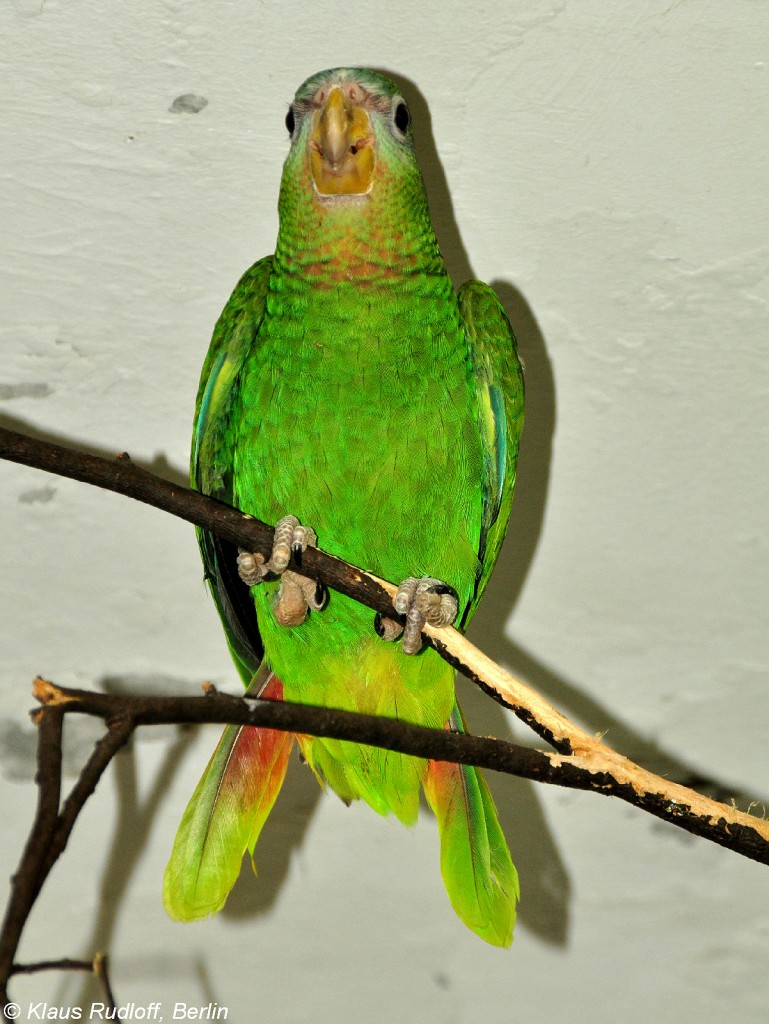 Jamaika-Amazone (Amazona collaria). Jungvogel im Tierpark Berlin (August 2015).