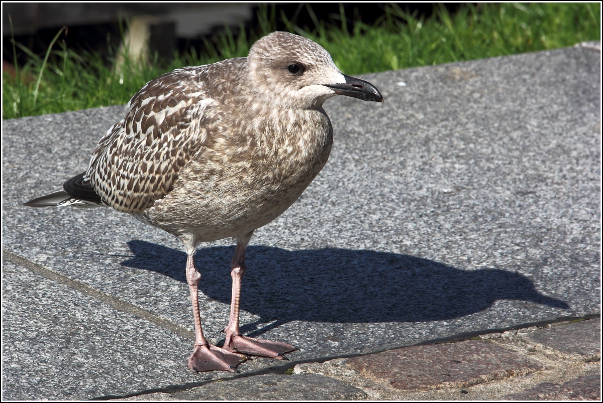 Möwe bei Kühlungsborn an der Ostsee (Landkreis Rostock, Tierfotos.eu