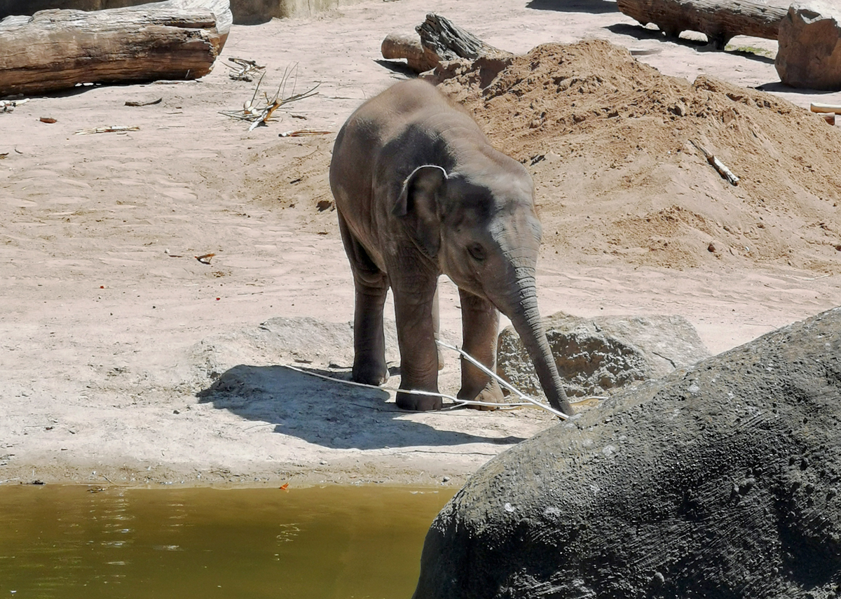 Junger Asiatischer Elefant am Wasserloch des Elefantenparks  im Klner Zoo - 14.06.2022