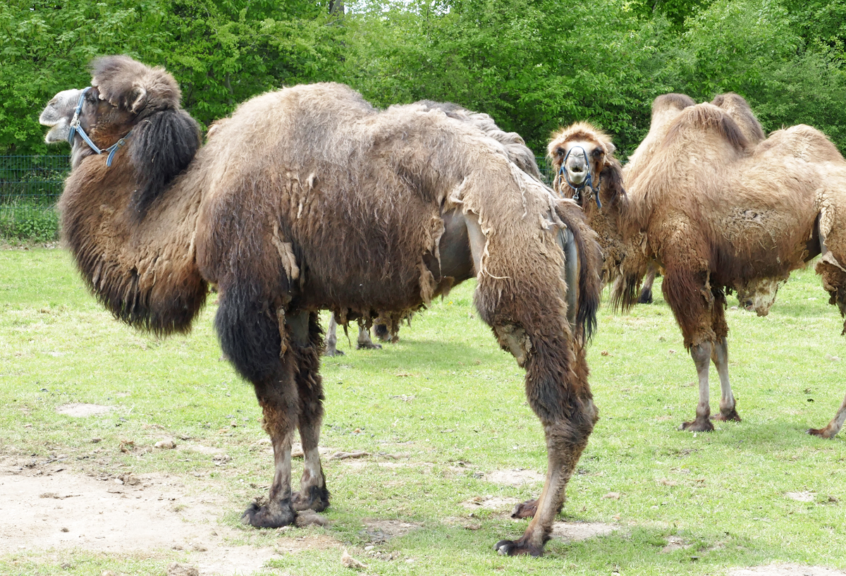 Kamele beim Fellwechsel auf einer Weide in Eu-Stotzheim - 02.05.2018