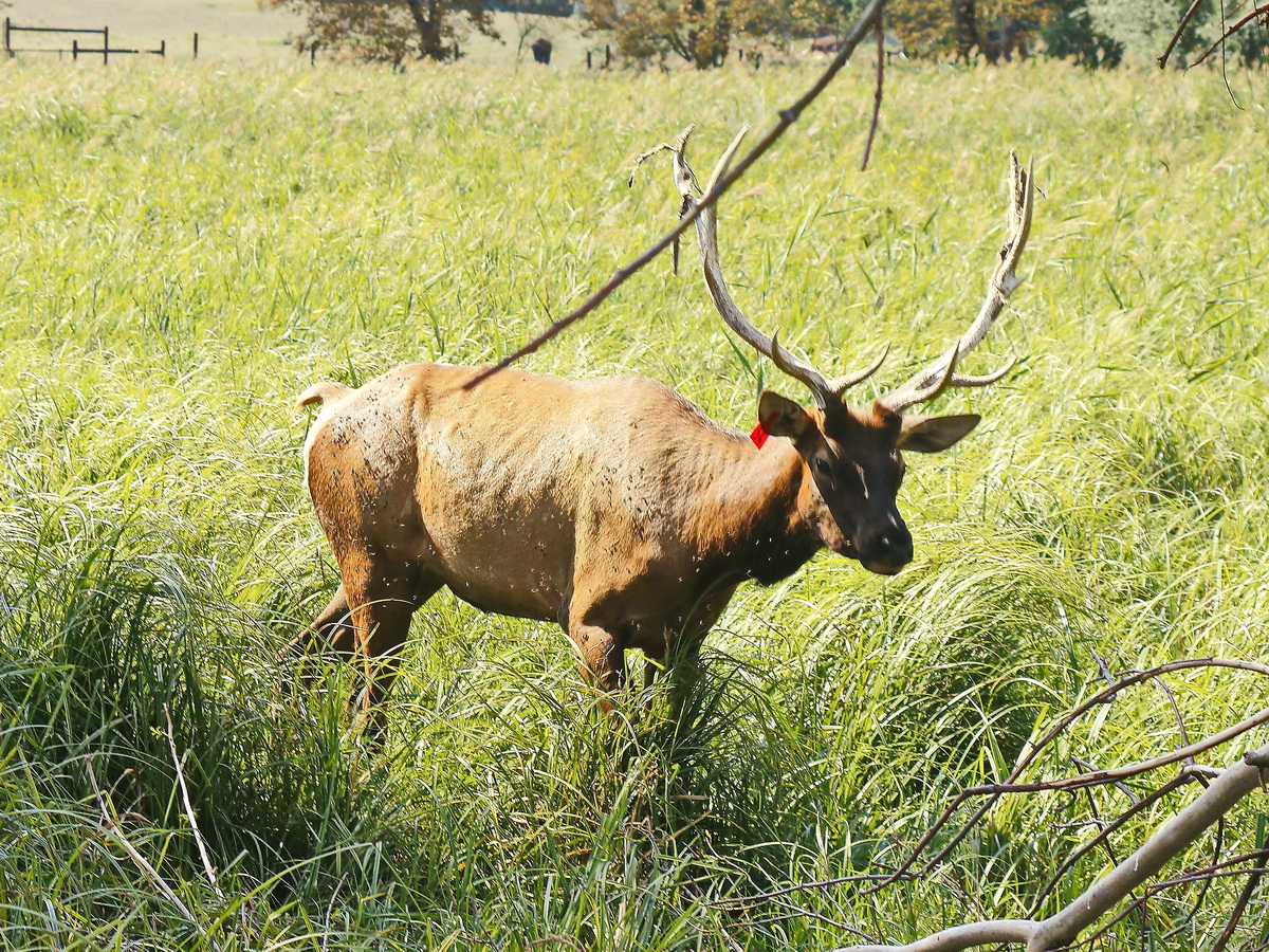 Kanadischer Wapiti ( Elk) in Kleptow auf der Elch und Rentierfarm am 17. August 2018.