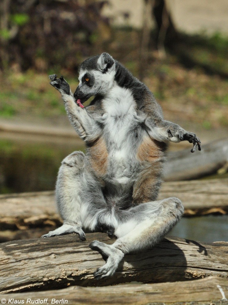 Katta oder Ringelschwanzlemur (Lemur catta) bei der Krperpflege im Tierpark Berlin