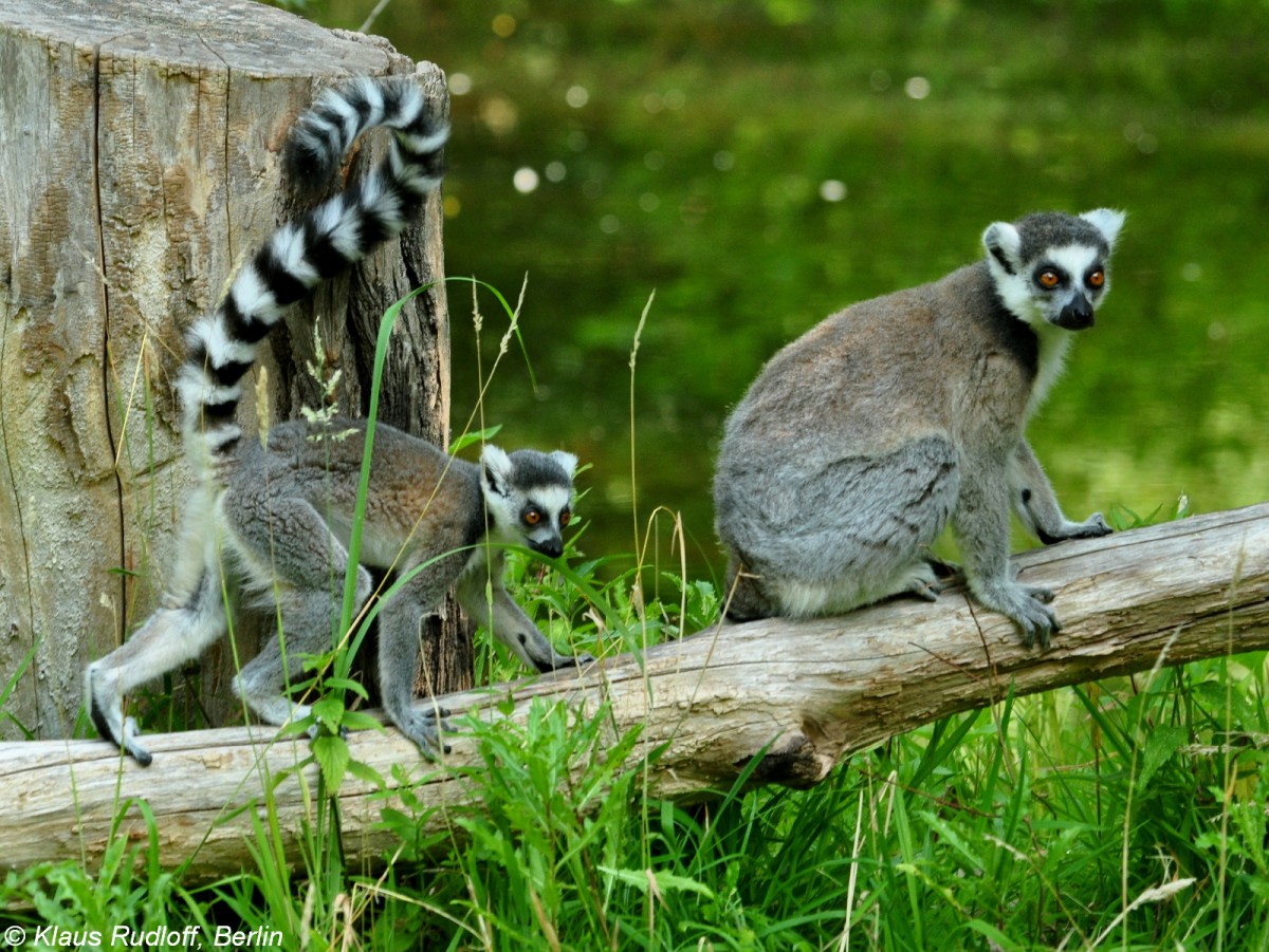 Katta oder Ringelschwanzlemur (Lemur catta). Weibchen und Jungtier im Tierpark Berlin (Juli 2015).