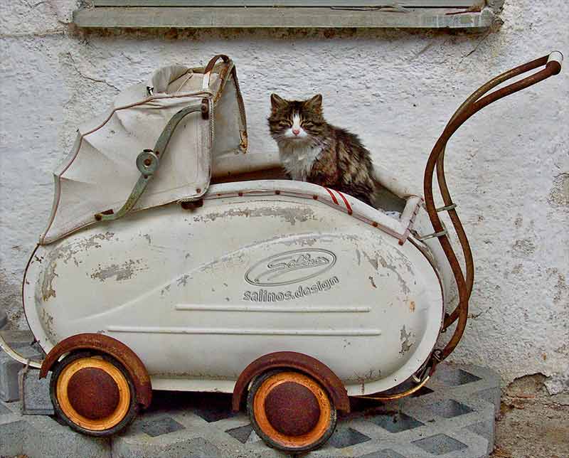 Katze im Kinderwagen
