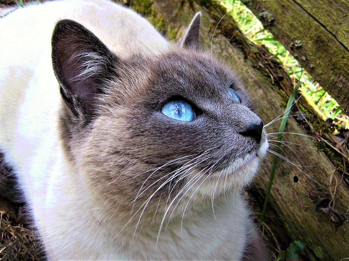 Katze mit bezaubernden Augen - 02.03.2008