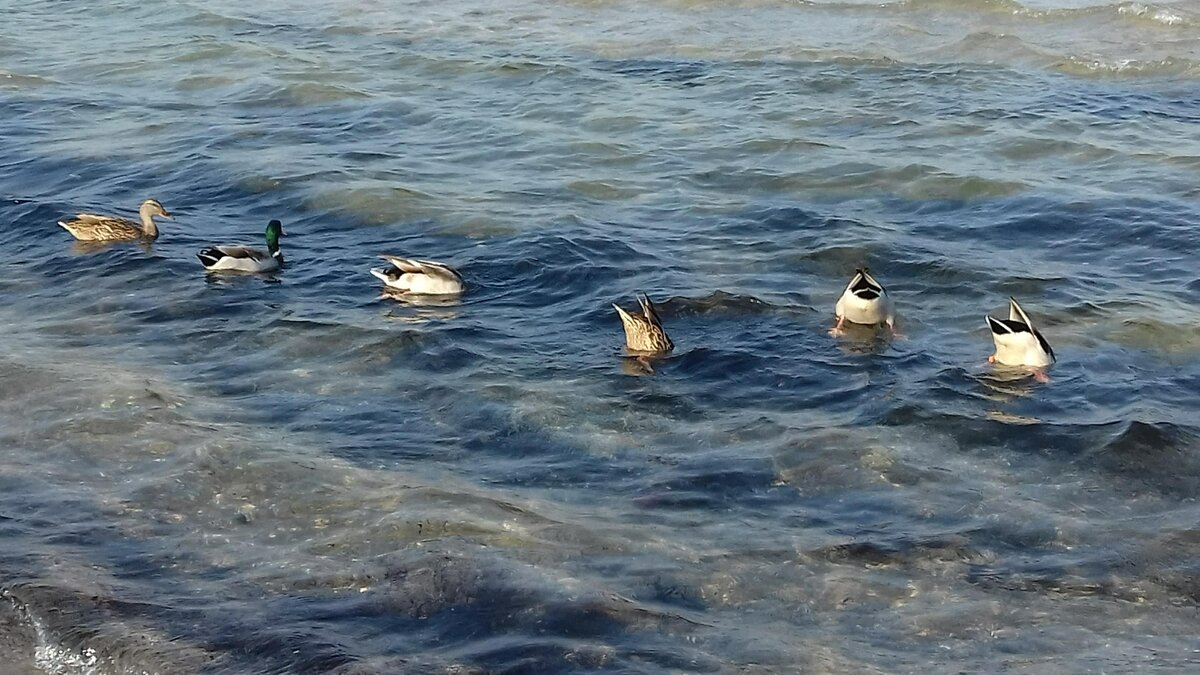  Kpfchen in das Wasser, Schwnzchen in die Hh' . Eine Entenfamilie am 22.09.2020 am Stand von Binz auf der Insel Rgen.
