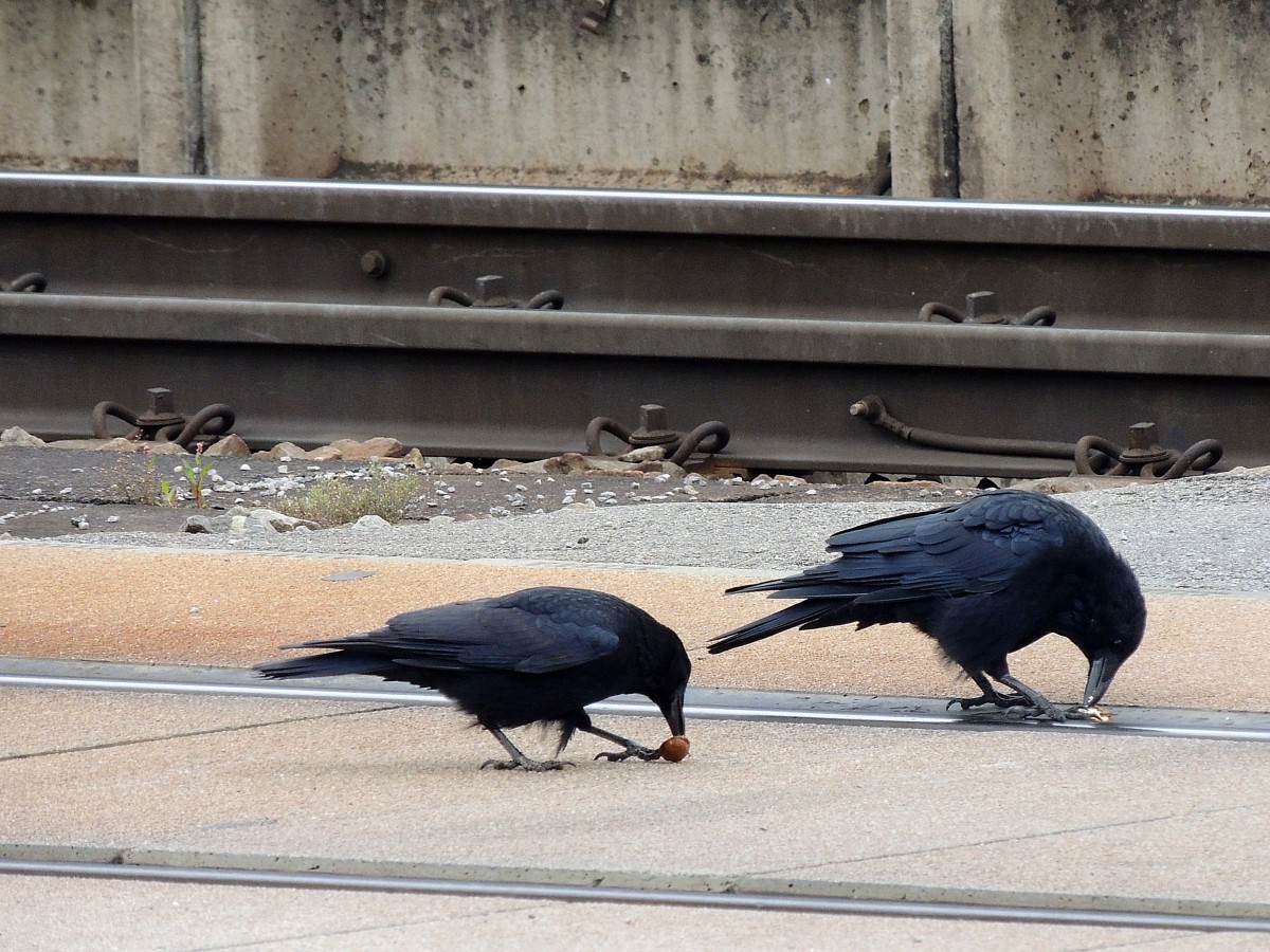 Kolkrabenprchen (Corvus corax) verspeisen eine Nuss auf den Gleisanlagen des Passauer Hauptbahnhofes; 131012