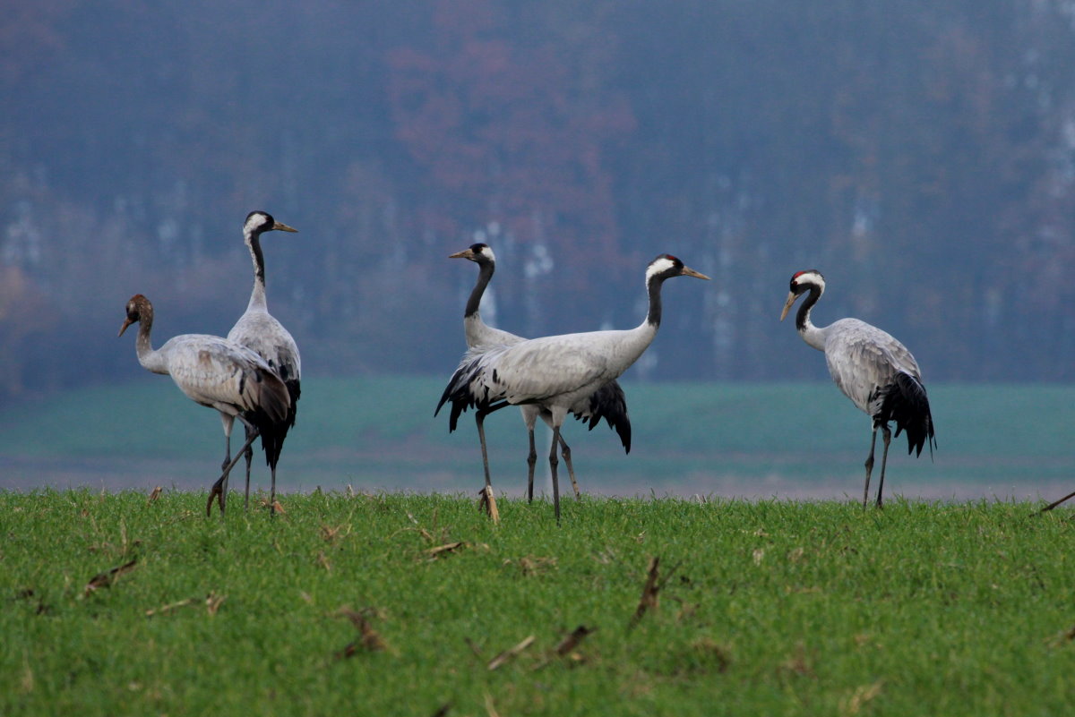 Kraniche auf einem Feld bei Thandorf; 20.11.2014