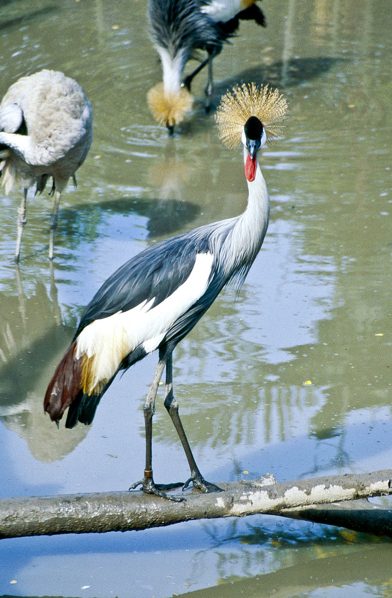 Kronenkranich (Balearica pavonina) Im Singapur Zoo. Bild vom Dia. Aufnahme: Mrz 1989.