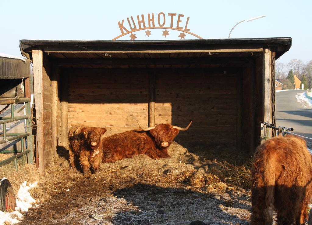 Kuhhotel mit Galloway Rindern in Osnabrck Hrne am 17.02.2016.