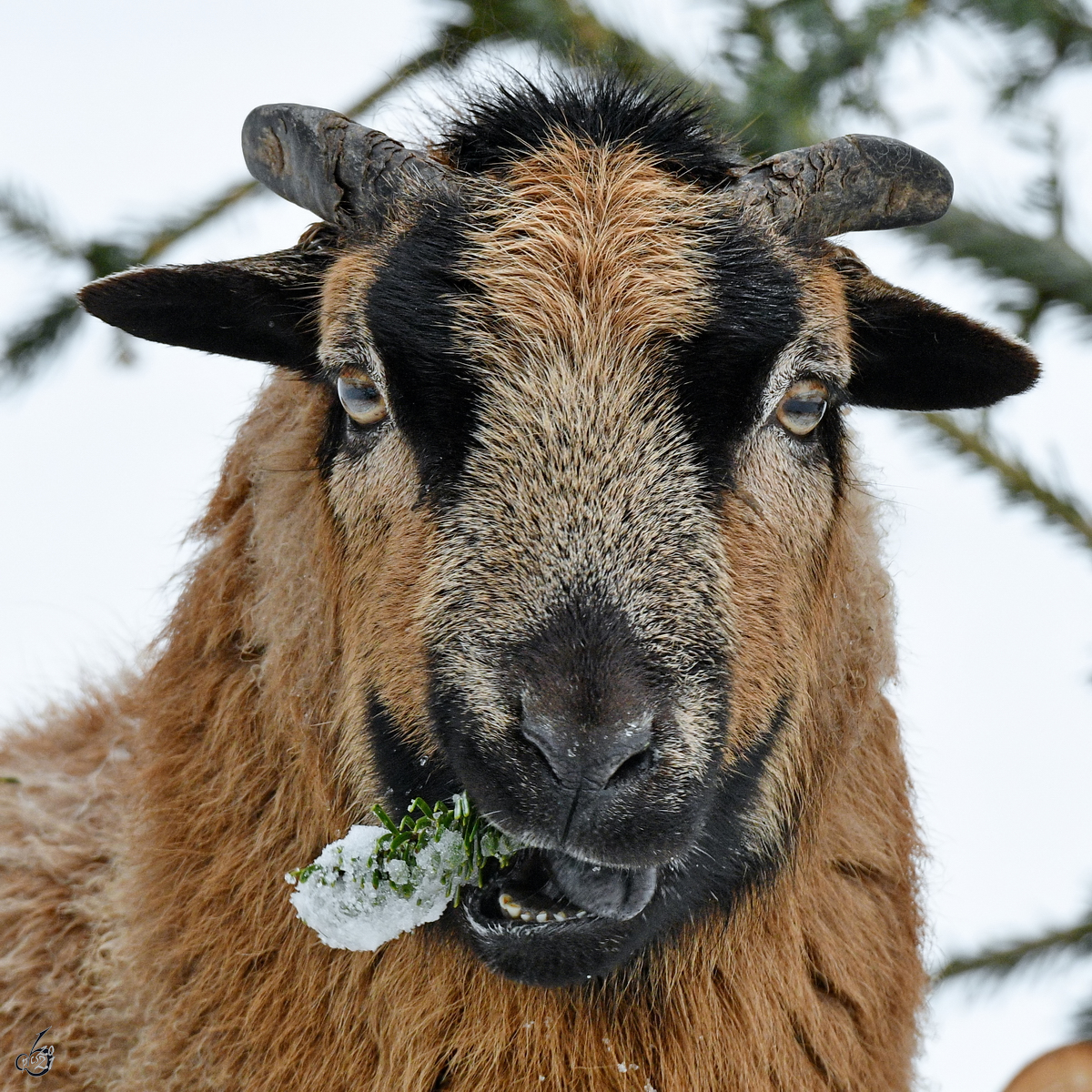 Lecker Tannengestrpp fr dieses Schaf. (Hattingen, Februar 2021)