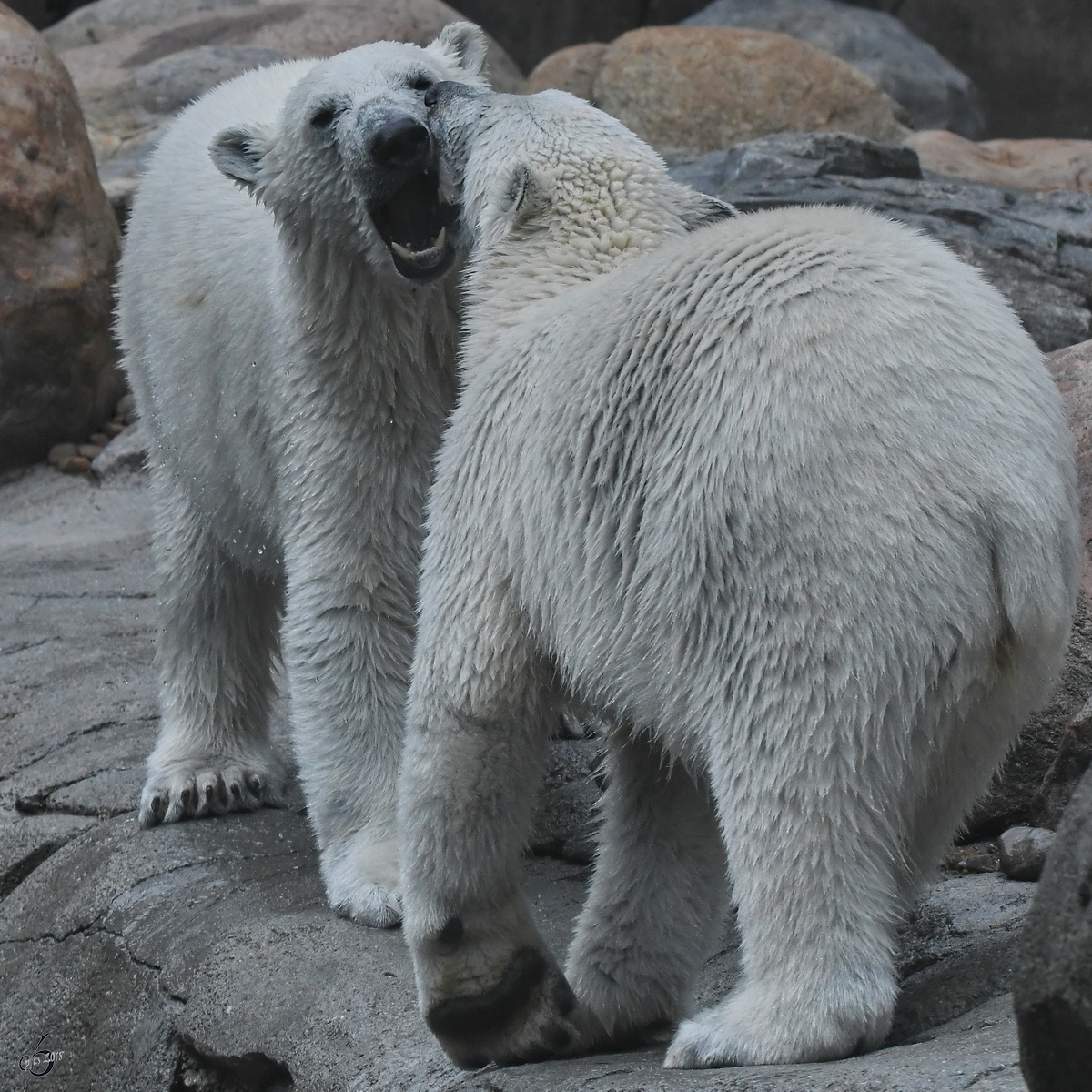 Leichte Unstimmigkeiten bei den Eisbren. (Zoo Aalborg, Juni 2018)