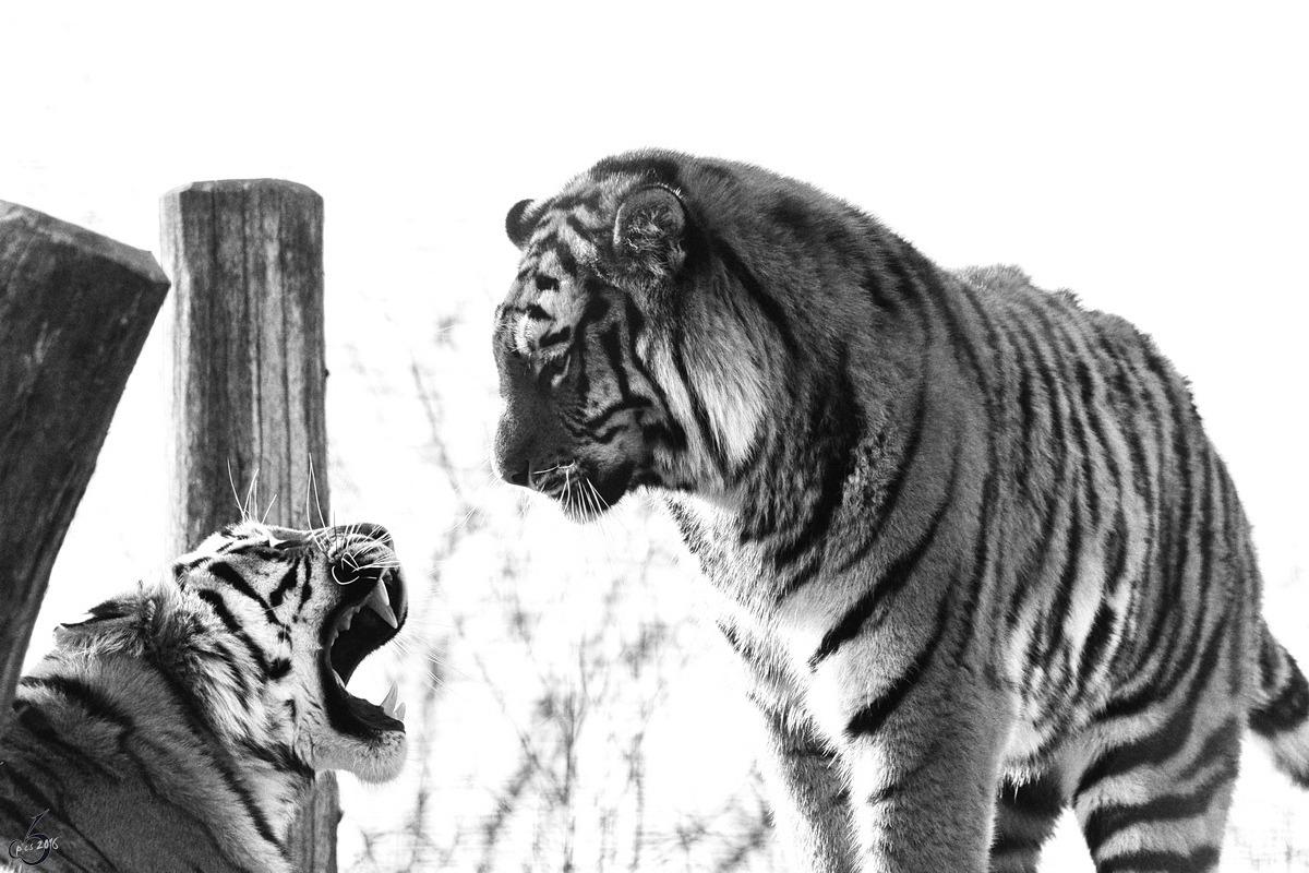 Leichte Unstimmigkeiten zwischen den Sibirischen Tigern im Tiergarten Schnbrunn. (Wien, November 2010)