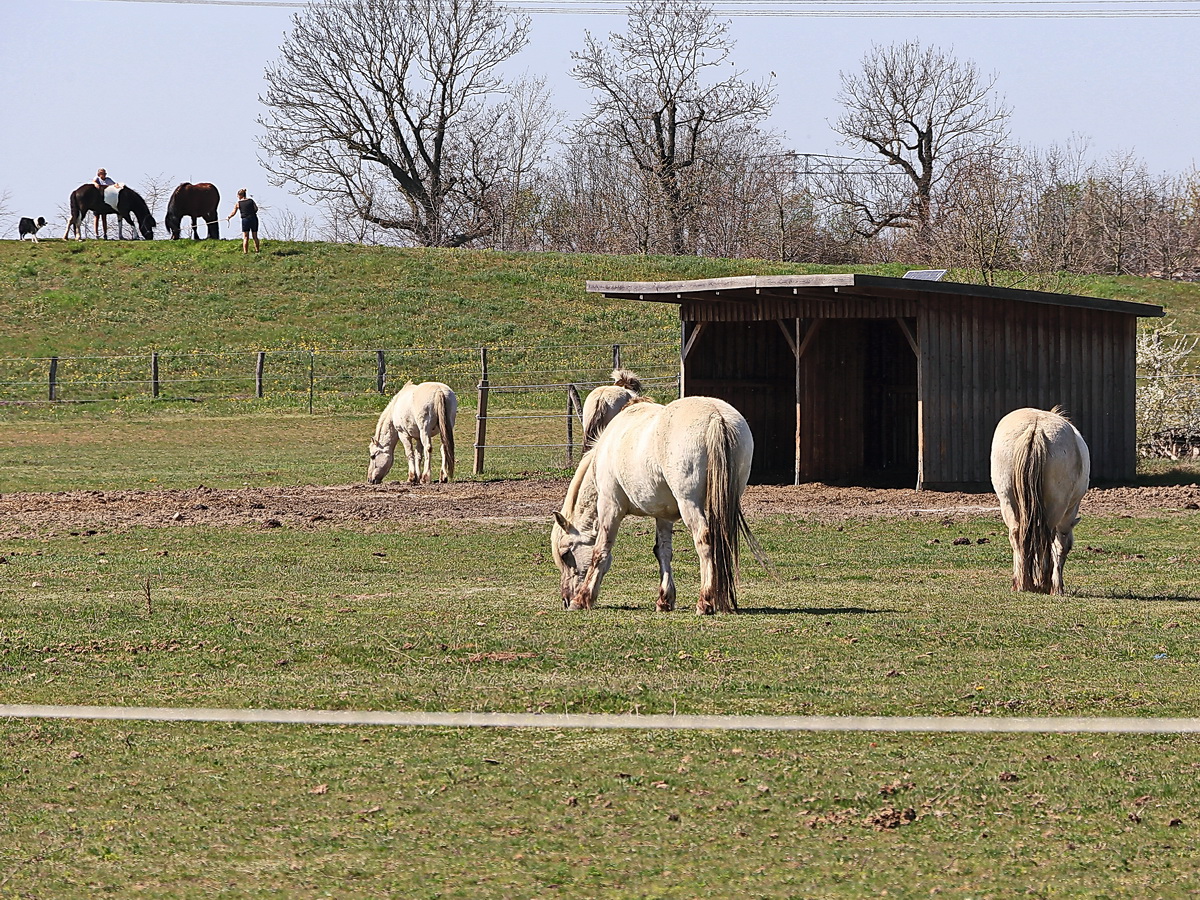 Liebenthaler Wildpferde und Reitpferde in Groziethen der Gemeinde Schnefeld am 12. April 2020 von einem der vielen Wege zu beobachten.


