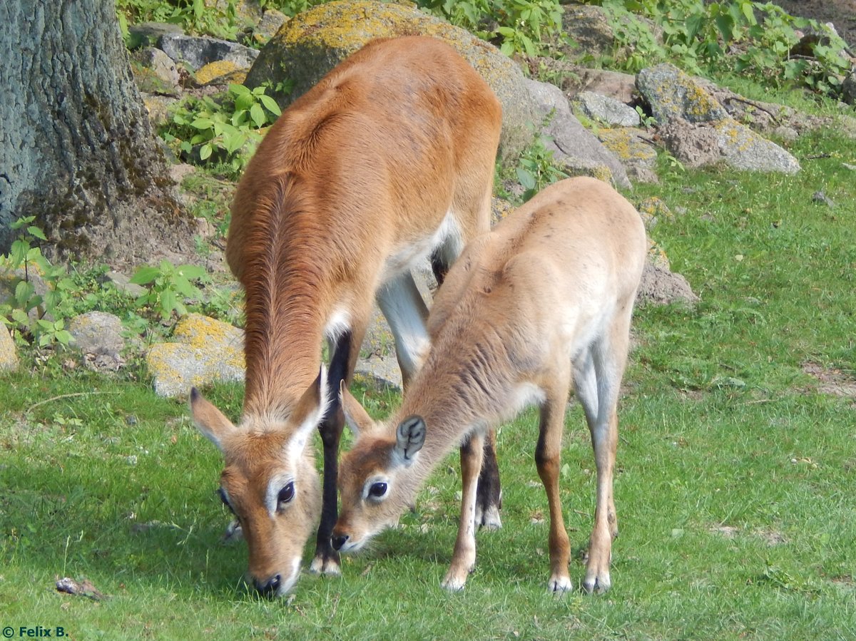 Litschi-Moorantilopen im Rostocker Zoo am 02.06.2016