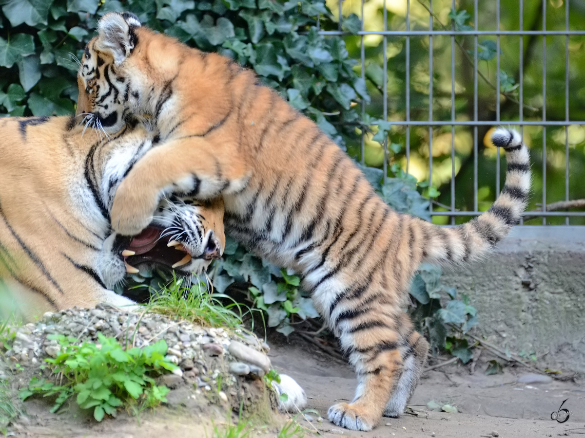 Mal schauen wie lange ich Mama nerven kann, meint wohl dieser junge Tiger. (Zoo Duisburg, September 2011)