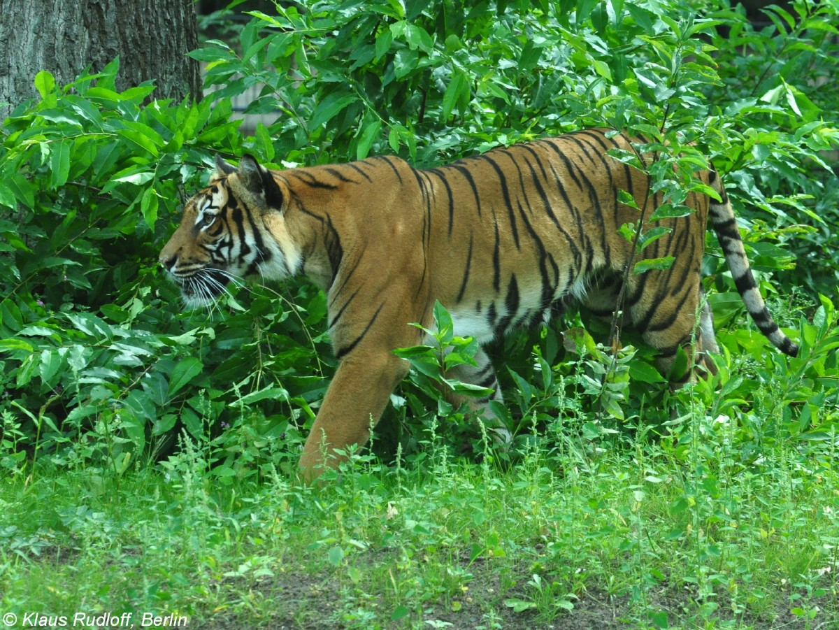 Malaya-Tiger (Panthera tigris jacksoni). Weibchen im Tierpark Cottbus (August 2015).