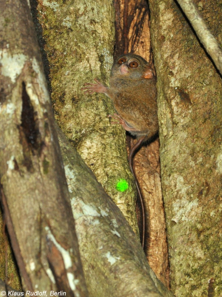 Manado-Koboldmaki (Tarsius tarsier - Typ Manado) im Tangkoko National Park (near Manado, Nordost-Sulawesi, November 2013).