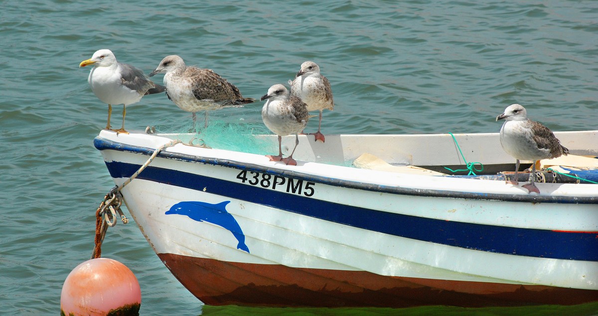 Mwen auf einem Fischerboot in Ferragudo an der portugiesischen Algarvekste. Aufnahme: Juli 2010.