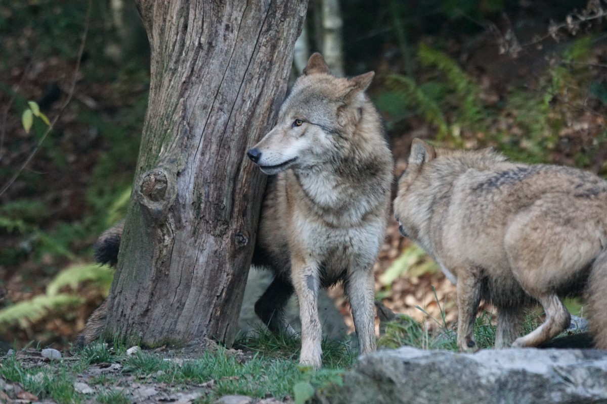 Mongolischer Wolf (16.11.2015, Zoo Zrich)
