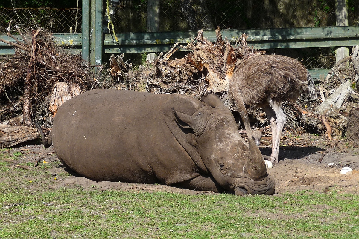 Nachdem dieses Nashorn das Strauengelege im Serengetipark inspiziert hat, legt es sich erst mal nieder. Will es beim Brten helfen? 9.9.15 