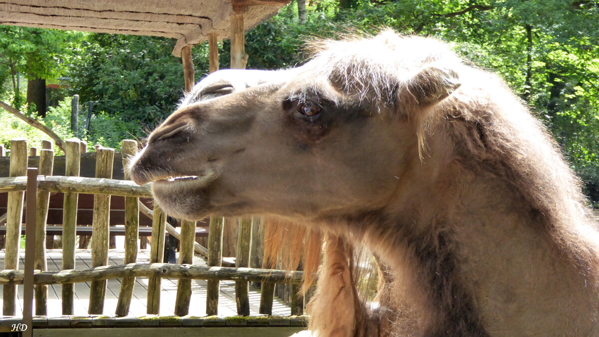 Nahaufnahme eines Kamels aus der Familie der Trampeltiere (Camelus bactrianus). Diese Trampeltiere werden hauptschlich in Iran, Afghanistan, Pakistan, Kasachstan, der Mongolei und China gehalten, kommen aber bis in die Trkei und Ostsibirien vor. In den Trockensteppen sind sie fr das Leben der Nomaden lebenswichtig. Das Foto ist eine eigene Aufnahme aus dem Zoo in Dortmund vom Juni 2017.