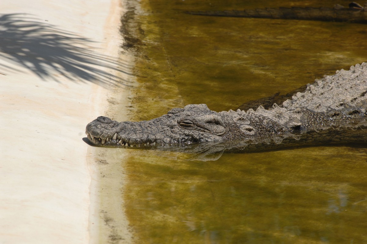 Nilkrokodil (Crocodylus niloticus) - Zoomarine Algarve, Portugal. Aufnahmedatum: 27. Juli 2010.