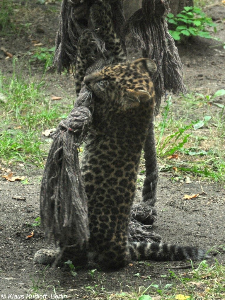 Nordchinesischer Leopard (Panthera pardus japonensis). Jungtier im Tierpark Cottbus (August 2015).