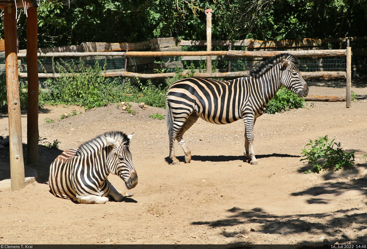  Nur nichts berstrzen... 
Zwei Zebras (Hippotigris) im Zoo Aschersleben.

🕓 16.7.2022 | 14:48 Uhr