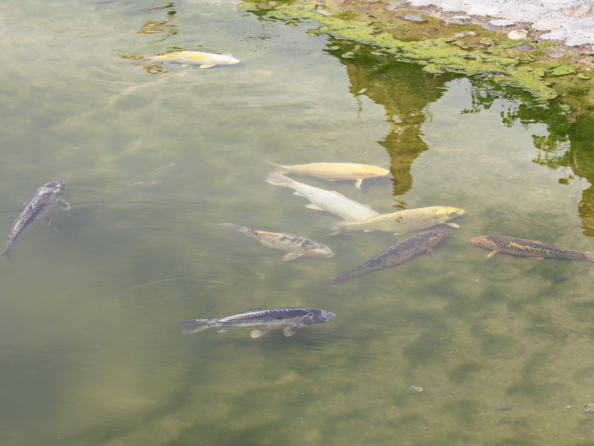 ffentlicher Teich im japanischen Garten an der Hauptstrasse zwischen den Bahnhfen Interlaken West und Interlaken Ost mit verschiedenen Kois am 25. Juni 2018.