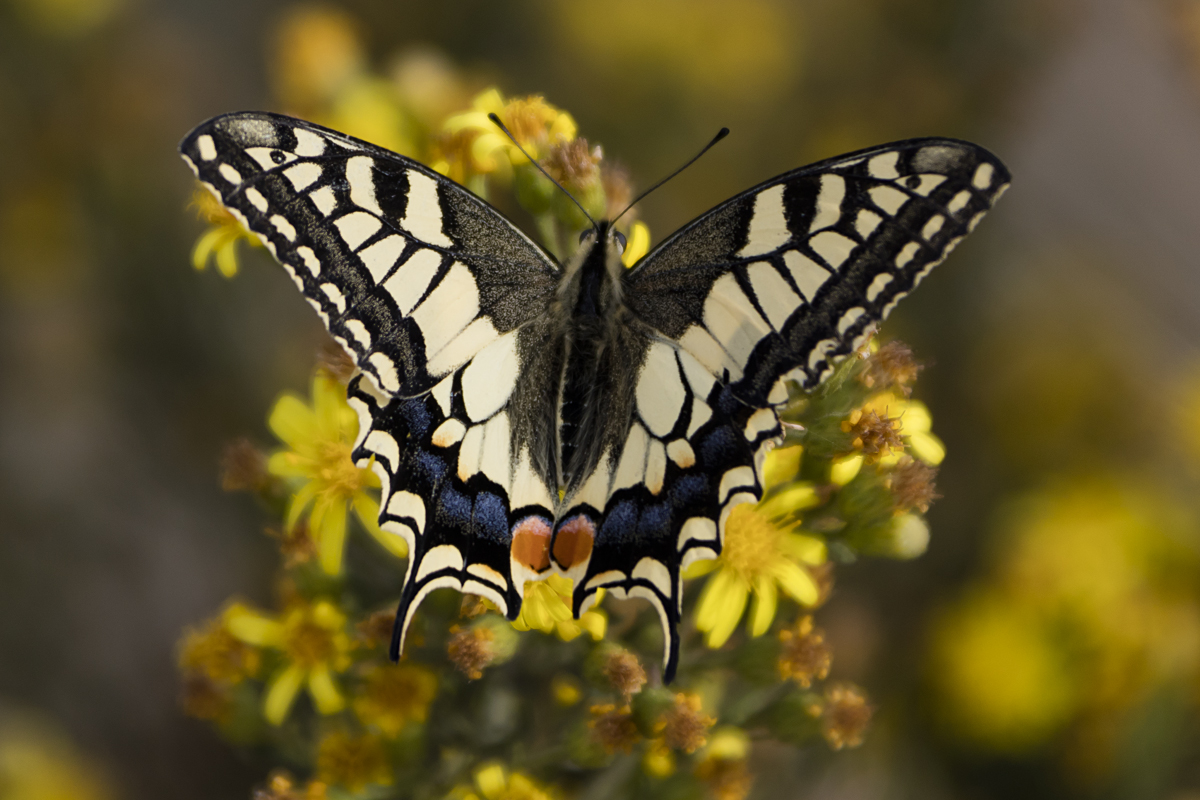 Papilionidae, Schwalbenschwanz, Papilio Machaon, 26.10.2016, Malaga, Spanien