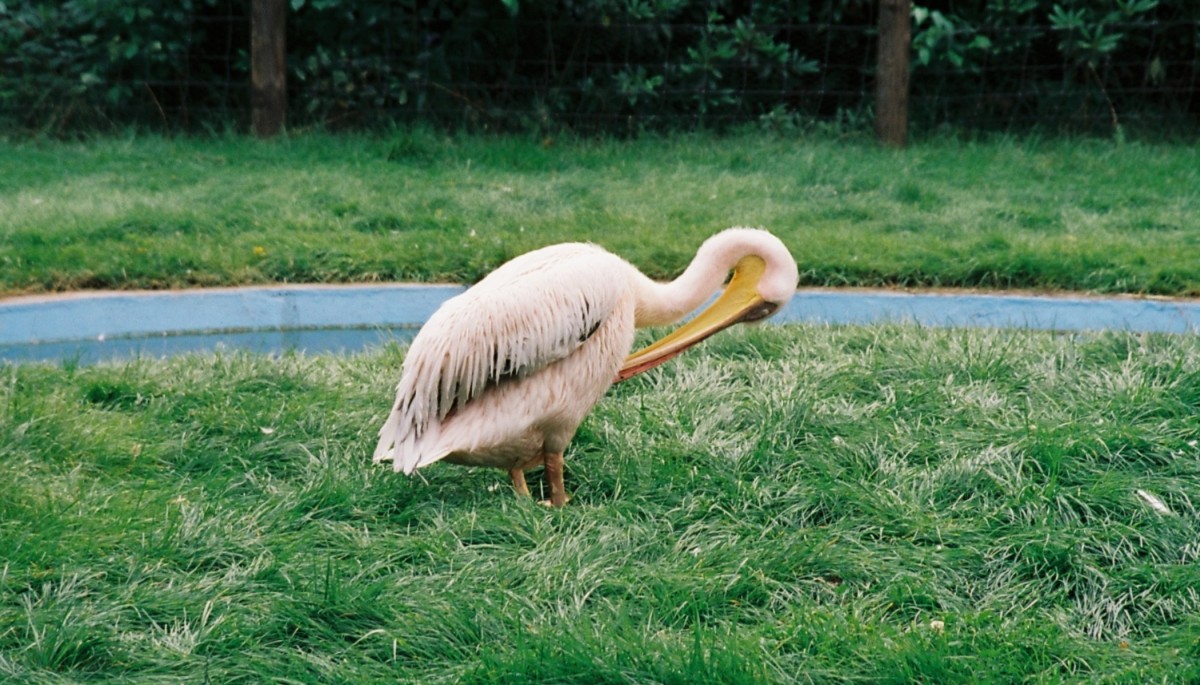 Pelikan im Safaripark Stukenbrock (DEUTSCHLAND - Schlo Holte-Stukenbrock, 29.07.1998) -- Foto eingescannt